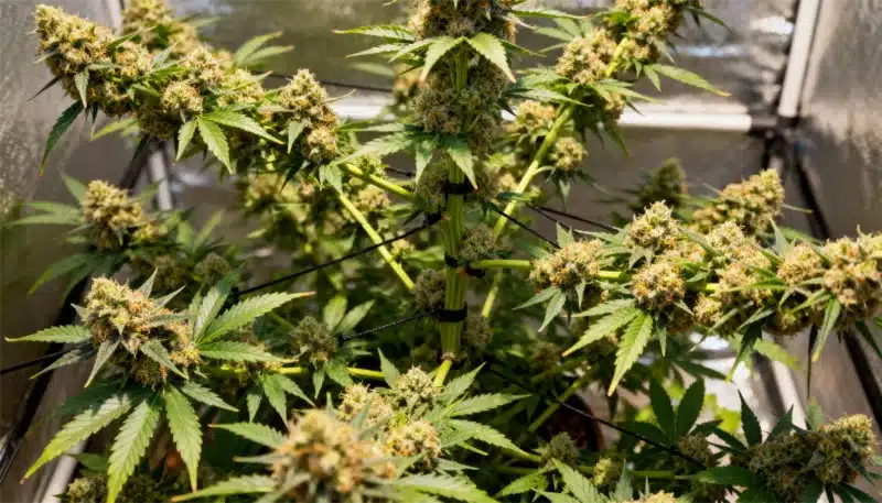 Alien Technology plant in controlled indoor setup using low-stress training for optimal light exposure, resulting in dense, resin-coated buds and high yield.