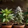 Alien Technology Regular Growth Stages from Seedling to Bloom