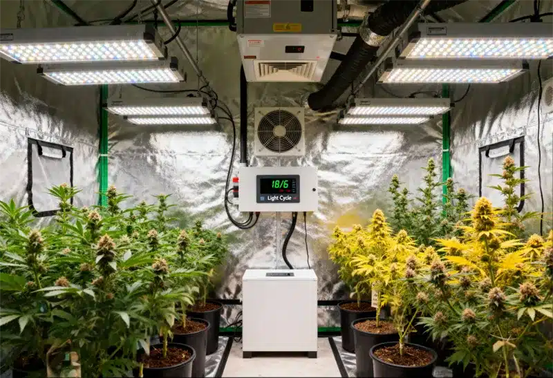 ndoor Gorilla Lemon Fire Regular grow with LED control. Optimized light cycle boosts resin, flavor, and balanced hybrid performance.