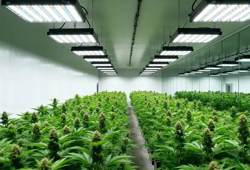 Indoor Gorilla x Tangie Regular under LED lights. Optimized light cycle enhances terpene profile, flavor intensity, and bud density.