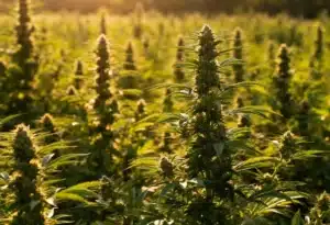 Gorilla x Tangie Regular field in late flowering stage.