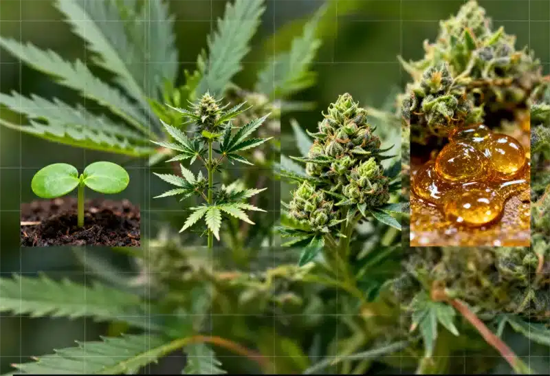 Gorilla x White Widow growth stages and resin evolution.