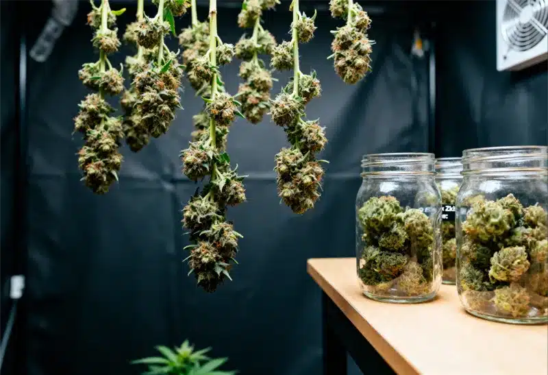 Fresh Gorilla x Zkittlez Auto buds drying and curing for maximum flavor, potency, and perfect humidity retention before storage.