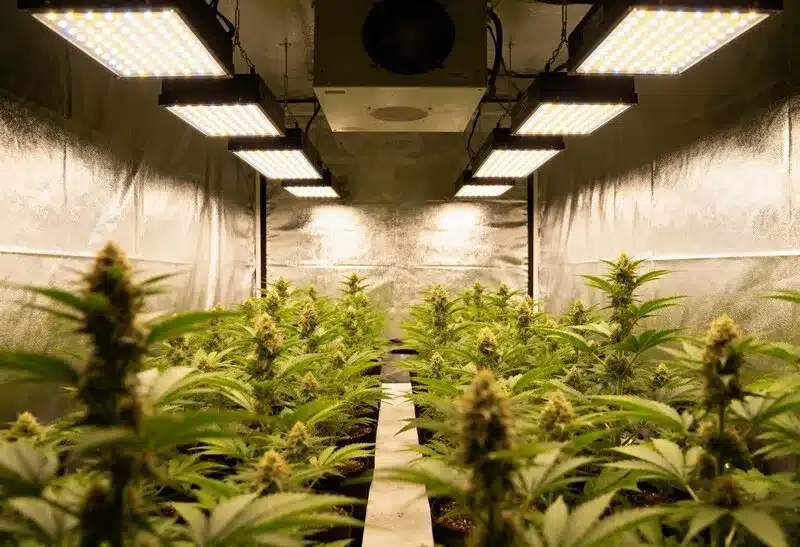 In indoor setups, Gorilla x Zkittlez Regular delivers compact, frosty buds with high THC levels and strong fruity-candy terpene profiles.