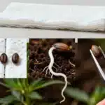 Gorilla x Zkittlez Regular seed germination process.