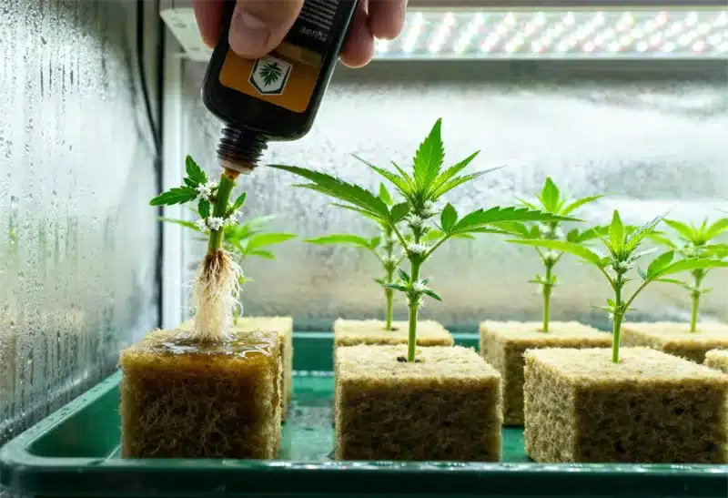 Grandaddy Black cloning and rooting in rockwool cubes.