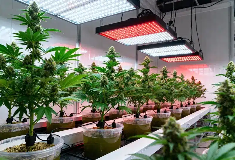 Granddady Gorilla Auto flourishing in a hydroponic system with red and blue LED lights, boosting growth, yield, and resin production.