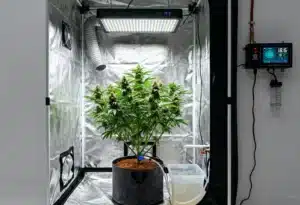 Granddady Gorilla Auto indoor grow under 18/6 light cycle.