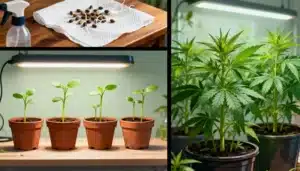 Grape Killer Fast Version: Germination & Early Growth.