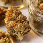 Grape Killer Haze Auto: Dense Purple Buds & Aromatic Profile.