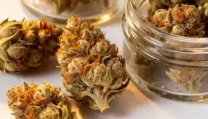 Grape Killer Haze Auto: Dense Purple Buds & Aromatic Profile.