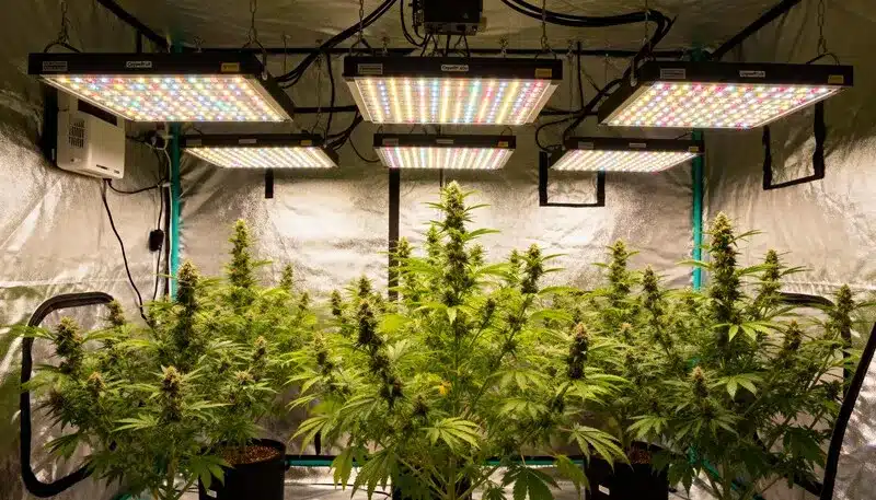 Grapefruit Auto: Indoor Flowering Under Full Spectrum LEDs.