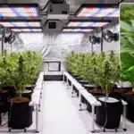 Grapefruit Regular Indoor Flowering Under LED Lights.