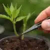 Healthy Gold Leaf seedling with strong early stem growth.