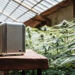 smart device placed on wooden table inside cannabis greenhouse