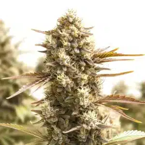 american haze cannabis bud covered in dense trichomes and orange pistils under bright light