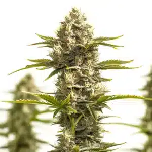 amnesia lemon x white widow frosty cannabis cola with bright white hairs and resinous texture