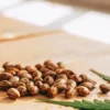 Balanced THC CBD cannabis seeds on a wooden table with green leaves.