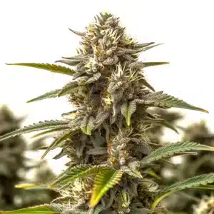 banana cake cannabis bud with thick trichome layers and yellow-orange pistils