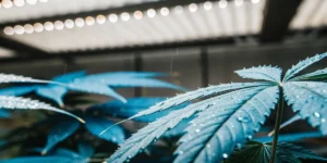 Blue cannabis leaf covered with water droplets under LED lights.