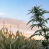 Cannabis and corn plants growing together in an open field.