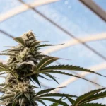 cannabis bud in greenhouse with visible trichomes under sunlight