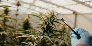 Scientist using tweezers to examine a cannabis bud in a greenhouse.