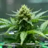 Cannabis-bud-macro-dew-covered-indoor-grow with water droplets on dense green flower.