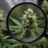 Cannabis bud magnifying glass trichomes close-up showing resin-coated flowers and pistils in late flowering stage