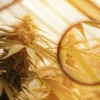 cannabis bud examined under magnifying glass inside greenhouse