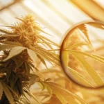 cannabis bud examined under magnifying glass inside greenhouse