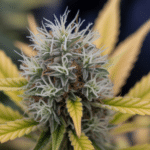 Cannabis bud late flowering with white pistils and yellow fan leaves before harvest