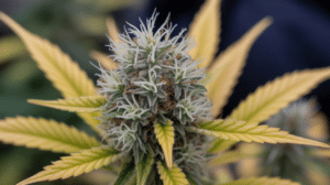 Cannabis bud late flowering with white pistils and yellow fan leaves before harvest