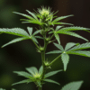 Cannabis clone cutting preparation with precise stem length and healthy growth ready for propagation