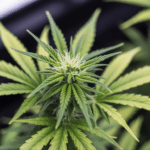 Cannabis clone rooting stage with healthy leaves and early root development