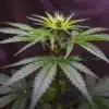 Cannabis-early-flowering-stage with emerging pistils and vibrant green leaves under indoor lighting.