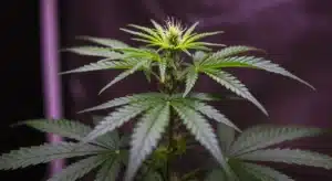 Cannabis-early-flowering-stage with emerging pistils and vibrant green leaves under indoor lighting.