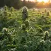 Cannabis-field-sunset-flowering-plants-backlit-buds glowing in warm light.