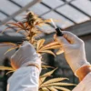 scientist applying liquid on cannabis flower with dropper inside greenhouse