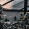 Cannabis plants in flowering stage inside a greenhouse with natural light.