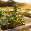 Cannabis-garden-companion-plants-sunset with flowering cannabis and herbs in warm golden light.