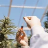scientist injecting cannabis plant with red liquid in greenhouse