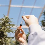 scientist injecting cannabis plant with red liquid in greenhouse