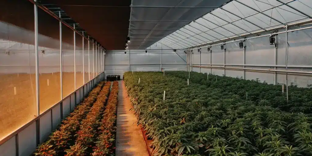 large cannabis greenhouse with rows of plants under natural sunlight
