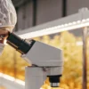 scientist analyzing cannabis samples through microscope in sterile laboratory