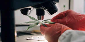 Cannabis leaf being inspected under a microscope in a laboratory.