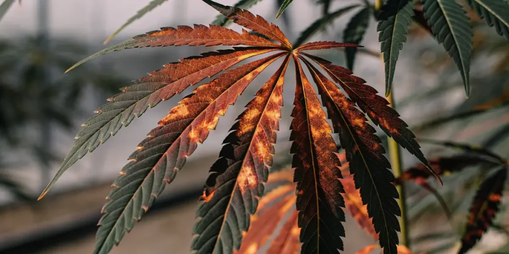 Cannabis leaf with brown and orange spots showing nutrient deficiency symptoms.