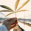 researcher holding cannabis leaf under sunlight in greenhouse
