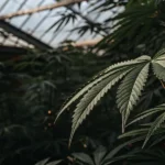 cannabis leaf in dim greenhouse light with natural texture