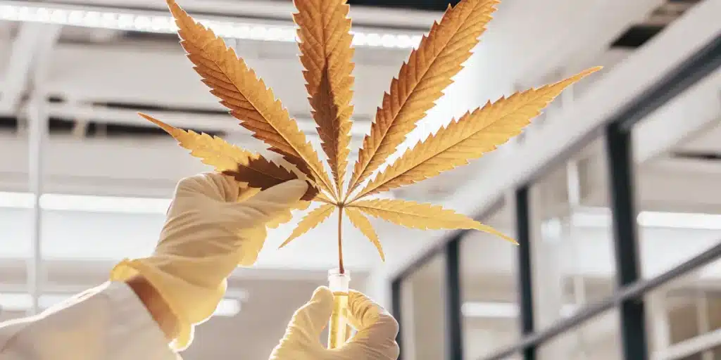 scientist holding yellow cannabis leaf in laboratory with gloves